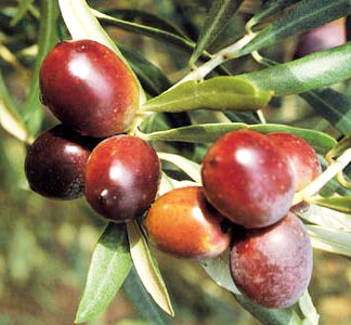 Olive della varietà Favolosa appena raccolte sul ramo