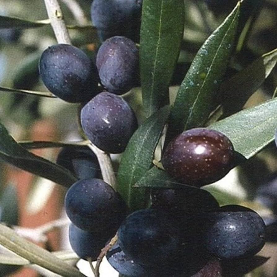 Olive della varietà Leccina appena raccolte sul ramo